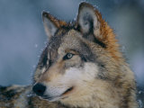 Gray Wolf at the International Wolf Center Photographic Print