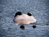 A playful hippopotamus rolls belly-up in the cool water Lámina fotográfica