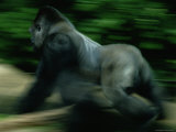 A Silverback Gorilla Runs Past the Crowds at the Zoo Atlanta Photographic Print by Michael Nichols