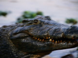 Crocodile in Motion Photographic Print by Chris Johns