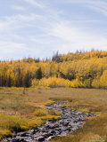 A Stream Flows Through a Mountain Clearing with Apen Color Showing Photographic Print by Taylor S. Kennedy