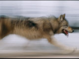 Panned shot of a gray wolf in the Rose Creek area of Yellowstone National Park Lámina fotográfica