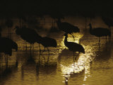Silhouetted Greater Sandhill Cranes Photographic Print by Joel Sartore