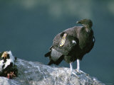 A Juvenile, Endangered California Condor Eyes a Calf Carcass Photographie