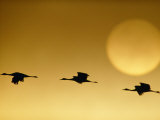 Snow Geese Flying by the Sun at Twilight Photographic Print