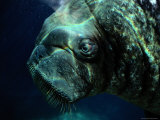 E.T., a Ten-Year-Old Male Walrus at the Point Defiance Park Zoo Photographic Print by Michael Nichols