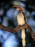 A Southern Yellow-Billed Hornbill Sits Perched on a Branch Photographie
