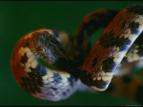 A Close View of a Parrot Snake Photographic Print