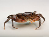 This Land Crab Lives in Leaf Litter Photographic Print