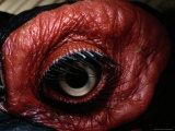 Close view of the eye of a southern ground hornbill Lámina fotográfica