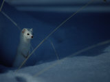 A Long-Tailed Weasel as He Peers over the Snow Photographic Print by Michael S. Quinton