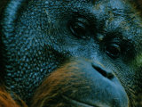Portrait of an adult male orangutan Lámina fotográfica Portrait of an adult male orangutan Lámina fotográfica