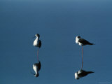 A View of a Pair of Black-Winged Stilts Photographie