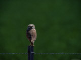A Burrowing Owl Stares at the Camera Photographic Print