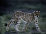The Eyes of an African Cheetah Glow as Twilight Falls in the Okavango Delta Photographic Print