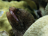 Whitemouth Moray Eel Photographic Print by George Grall