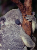 A sleeping koala hugs a branch Lámina fotográfica
