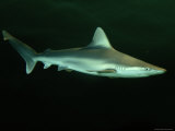 A Sandbar Shark Photographic Print