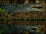 A close view of an endangered American crocodile Lámina fotográfica
