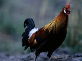 Close View of a Junglefowl Photographic Print by Michael Nichols