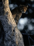 An African Cheetah Peers out from His Perch in a Large Tree Photographic Print
