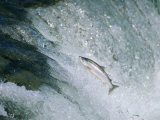 Salmon Make a Difficult Trip up River Photographic Print