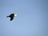 A Waved Albatross in Flight Photographic Print by Tim Laman