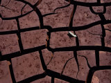 A Bird Feather Sits on the Cracked River Bed Photographic Print by Medford Taylor