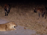 A Lioness Being Threatened by a Band of Spotted Hyenas Photographic Print