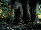 Juvenile Indian Elephant Photographic Print by Michael Nichols