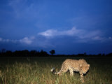 A Lone African Cheetah Prowls Through the Grass as Night Falls Photographic Print