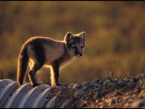 Arctic Fox Near Prudhoe Bay, Alaska Photographic Print