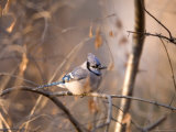 A Blue Jay (Cyanocitta Cristata) Sits in a Tangle of Tree Branches Photographic Print by Joel Sartore