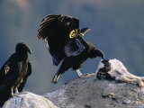 Juvenile, Endangered California Condors Pick Away at a Calf Carcass Lámina fotográfica