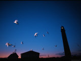 A Group of White Terns Fly Near a Lighthouse Just after Sunset Photographic Print by Joel Sartore