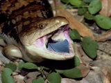 A Blue-Tongued Skink Photographic Print by Belinda Wright