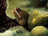Goldentail Moray Eel Photographic Print by George Grall