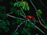 A Mated Pair of Red-And-Green Macaws Exhibit Bonding Behavior Photographic Print by Joel Sartore
