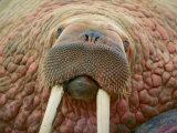 Close up of a Walrus Photographic Print