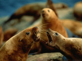 Two Steller Sea Lion Cows Argue over Territory Photographic Print