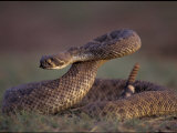 A Rattlesnake Coils up in a Threatening Manner Photographic Print by Joel Sartore