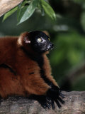 A Portrait of a Captive Red-Ruffed Lemur Photographic Print
