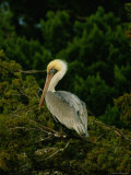Brown Pelican on Tiger Island in Cumberland Sound Photographic Print by Raymond Gehman