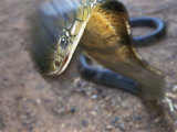 A King Cobra Strikes in Self-Defense During a Boxing Match Between Man and Serpent Photographic Print