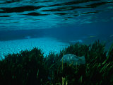 A Blue Tilapia Fish Swims Through the Clear Water Photographic Print by Raymond Gehman