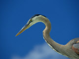 Profile View of a Great Blue Heron Photographic Print