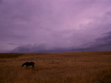 Horse Grazing on a Western Ranch Land Photographic Print by Medford Taylor