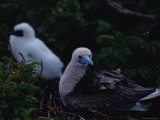 Red-Footed Boobie Mother and Young Photographic Print