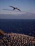 Northern Gannet in Flight over a Rookery Photographic Print by Medford Taylor