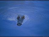 Crocodiles Photographic Print